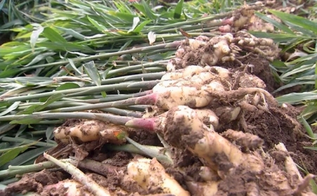 生物质颗粒机破解山东潍坊姜秸秆处理难题  增加农民收入