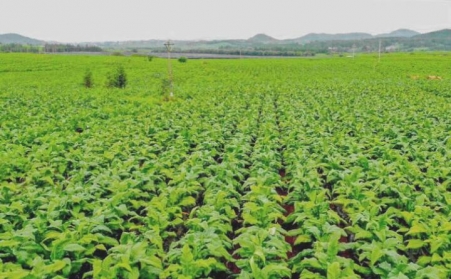 生物质燃料代替煤炭做热源 罗平县趟出烟叶烘干新路子